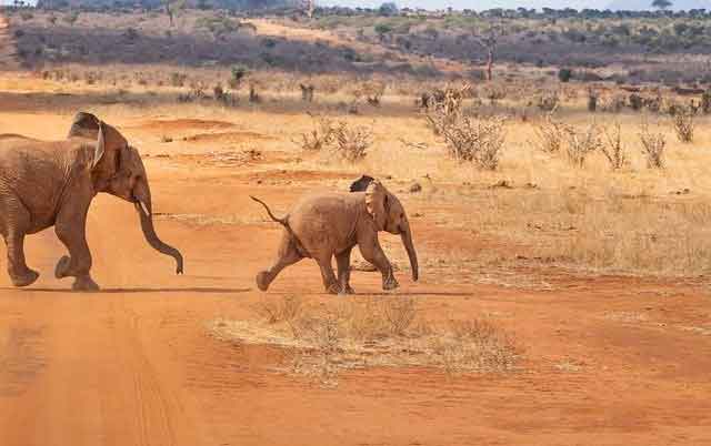 Stock2Com-voyages-afrique.jpg